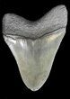 Megalodon Tooth - South Carolina #43019-1